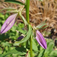 Adenophora khasiana 